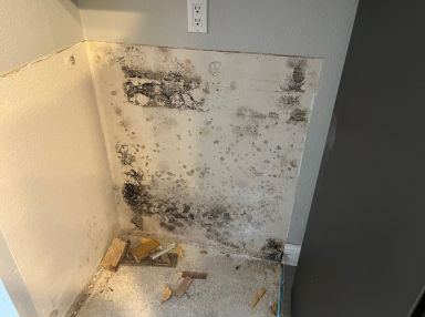 Mold Remediation in Lakeland, FL (4)