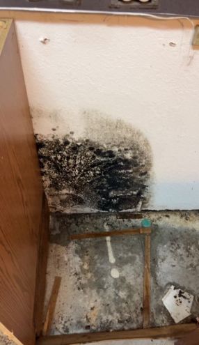 Mold Remediation in Lakeland, FL (1)