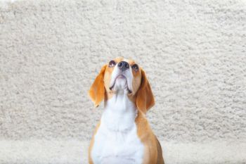 Odor Removal in Alturas, Florida by EPS Home Solutions LLC