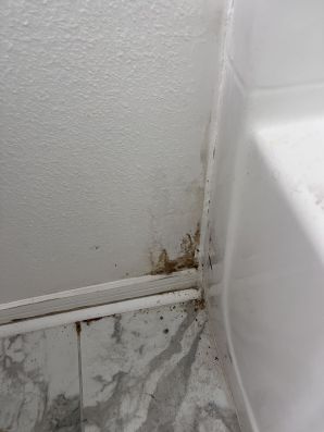 Mold Testing & Remediation in Brandon, FL (2)